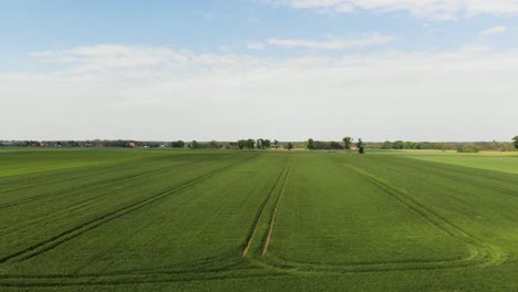 Antena-De-Campo-De-Agricultura-Verde-En-Un-Día-Brillante-Y-Soleado-En-Alemania