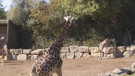 Weit-Geöffnete-Aufnahmen-Einer-Gruppe-Von-Giraffen,-Die-In-Einem-Wildpark-Durch-Ihr-Gehege-Streifen