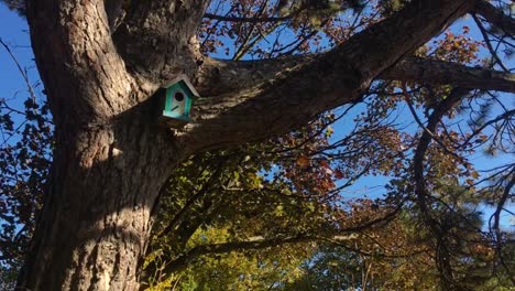 Tiny-Birdhouse-on-tree-in-autumn
