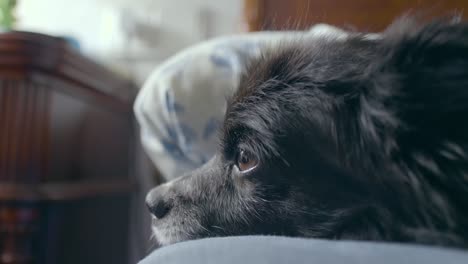 Ein-Süßer-Schwarzer-Hund-Mit-Braunen-Augen,-Der-Kurz-Davor-Ist,-Im-Bett-Einzuschlafen,-Erhält-Einen-Kuss-Von-Seinem-Besitzer