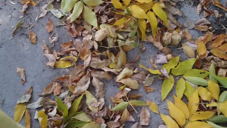Die-Gelben-Und-Braunen-Blätter-Des-Herbstes,-Die-Die-Erde-Bedecken