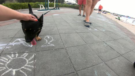 Women-hand-petting-a-dog-on-a-children-playground