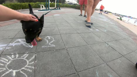 Mano-De-Mujer-Acariciando-A-Un-Perro-En-Un-Parque-Infantil