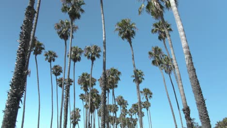 Ein-Langsamer-Nach-Oben-Gerichteter-Blick-Auf-Zufällig-Platzierte-Palmen-Während-Eines-Klaren-Blauen-Himmels-In-Santa-Barbara,-Kalifornien,-Usa