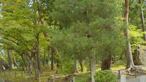 Beautiful-green-leaves-and-trees-surrounding-a-big-shrine-in-the-background-in-Kyoto,-Japan-soft-lighting-4K