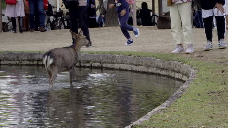 Una-Cierva-Caminando-Por-El-Agua-Con-Turistas-En-El-Fondo-Haciendo-Turismo-En-Nara,-Japón