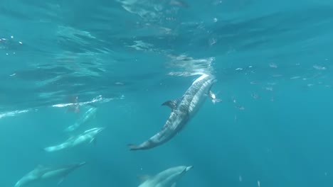Erstaunliche-Zeitlupenaufnahme-Von-Delfinen,-Die-Aus-Dem-Wasser-Springen,-Sardinenlauf