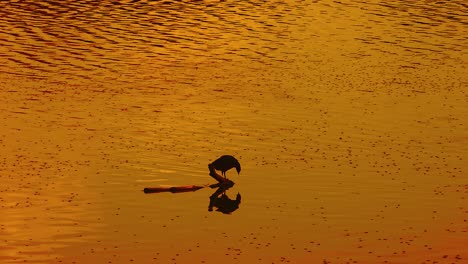 Einsamer-Vogel,-Der-Sich-Entspannt-Und-Wasser-Im-See-Am-Schönen-Sonnenuntergangabend-Trinkt