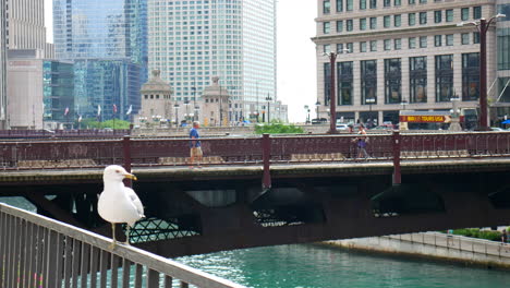 Seagull,-bird,-seabird-on-bridge,-downtown-Chicago,-United-States,-Usa,-riverwalk-view,-people-passing,-modern-cityscape,-urban-city-architecture