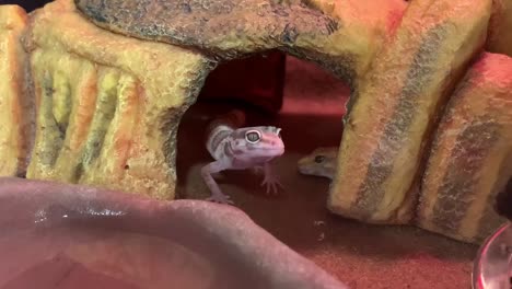 A-super-raptor-leopard-gecko-tilting-head,-then-crawling-out-of-a-cave-before-coming-into-a-standing-position