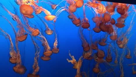 Video-Hd-De-Ortigas-Marinas-Del-Pacífico-A-La-Deriva-Y-Pulsando-Armoniosamente-En-El-Acuario-De-La-Bahía-De-Monterey-En-California