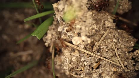 Top-down-static-shot-of-a-disturbed-fire-ant-mound,-grass-sticking-out-of-the-dirt