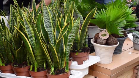 Close-up-of-snake-plants-for-sale-at-an-outdoor-plant-market-in-London