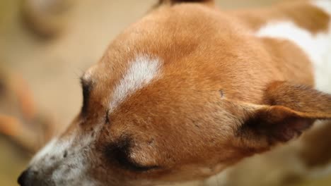 Nahaufnahme-Die-Schärfentiefe-Erschossen-Brauner-Und-Weißer-Streunender-Hund,-Indien