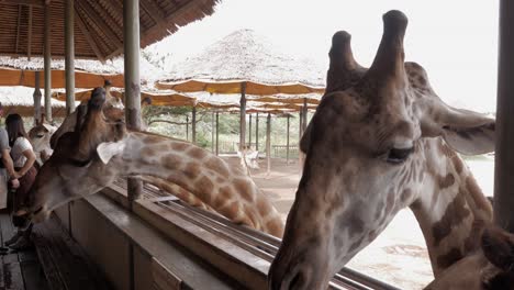 People-feed-giraffes-with-bananas-on-a-giraffe-terrace-in-Safari-World,-Bangkok
