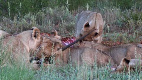 Ein-Löwenrudel-Teilt-Sich-Eine-Mahlzeit:-Eine-Kürzlich-Getötete-Spießbockantilope