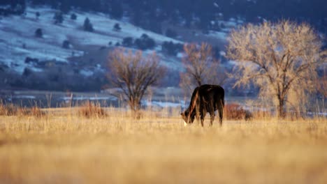 Angus-Pastando-En-El-Espacio-Abierto-De-Boulder-Colorado