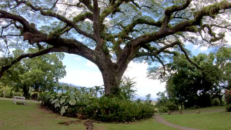 A-smooth-pan-of-this-four-hundred-year-old-Stately-Saman-Tree-on-the-Isle-of-St