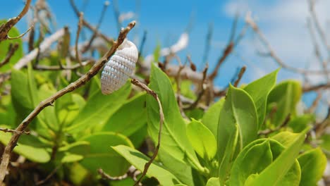 An-empty-white-small,-tiny-shell-on-a-plant-stem-surrounded-with-green-lush-leaves-in-Curacao---Close-up