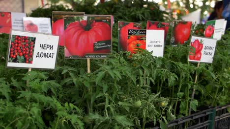 Verschiedene-Tomatensorten-Zum-Verkauf-Auf-Dem-Frauenmarkt
