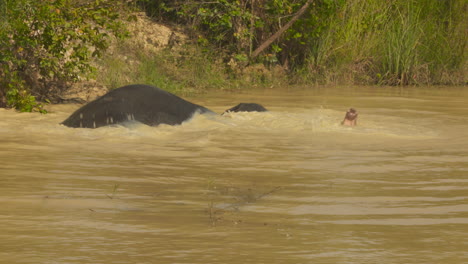 Asian-elephant-rolling-around-and-splashing-in-a-cool,-muddy-river