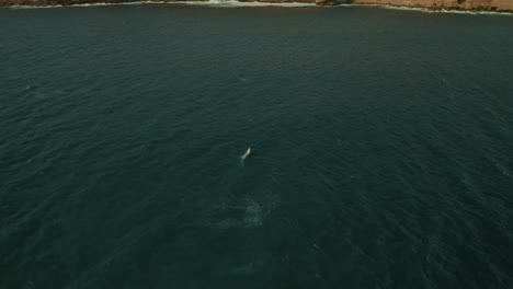 Luftaufnahmen-Eines-Buckelwals,-Der-Aus-Dem-Wasser-Springt