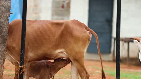 Primer-Plano-De-Un-Ternero-Bebiendo-De-Su-Madre-En-La-India-Rural