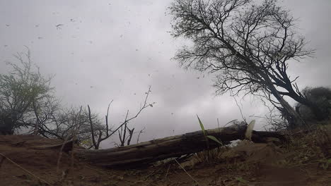 Tausende-Von-Geflügelten-Termiten-Fliegen-Nach-Regen-In-Südafrika