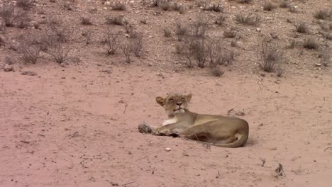Lazy-African-Lioness-relaxes-peacefully-in-warm-Kalahari-Desert-sand