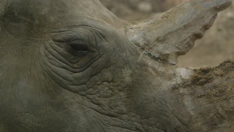Cara-De-Rinoceronte-Blanco-De-Cerca-Con-Cuernos-Irregulares