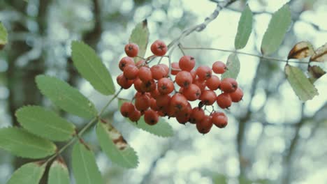 Vibrant-red-berries-within-forest-Shallow-depth-of-field