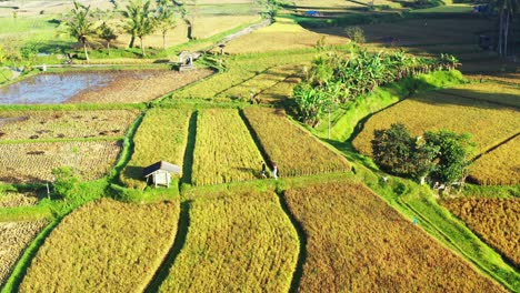 Small-huts-in-a-rural-paddy-field-in-Indonesia,-with-the-bright-sun-shining-down-in-the-crops
