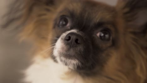 Close-up-view-of-Brown-and-White-Chihuahua-Havanese-mix-puppy-dog-looking-up