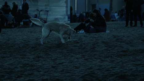 Perro-Jugando-A-Buscar-En-La-Playa-De-Barcelona