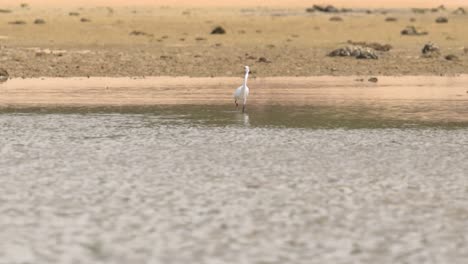A-Snowy-Egret-Walking-Alone-Along-The-Seashore---Medium-Shot