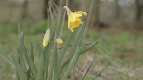 Single-group-of-yellow-daffodils-growing-wild-in-woodland-panning-shot