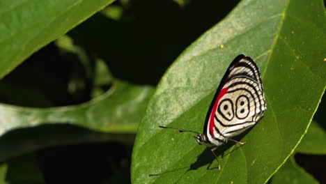 Slow-motion-of-rare-black-and-white-butterfly-standing-on-a-wide-leaf,-Brazil