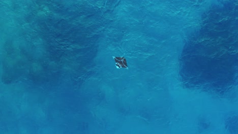 A-beautiful,-large-Manta-Ray-flapping-it's-wings-by-the-surface-of-the-water---top-view