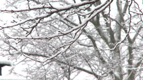Snow-falling-on-tree-branches-