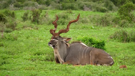 Kudu-Macho-Grande-Aislado,-Cuernos-Enormes,-Se-Sienta-En-La-Hierba-En-El-Parque-De-Elefantes-Addo,-Tiro-De-Seguimiento