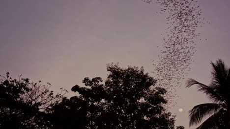 Murciélagos-De-Labios-Arrugados-Volando-En-El-Cielo-Nocturno-Púrpura-Cerca-De-La-Cueva-De-Murciélagos-De-Phnom-Sampeau-Al-Atardecer,-Battambang,-Camboya-Inclinado-Hacia-Arriba