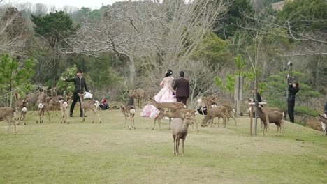 Pareja-Romántica-Tomando-Hermosas-Fotos-De-Boda-Con-El-Grupo-De-Jóvenes-Ciervos-En-El-Parque-De-Nara,-Japón