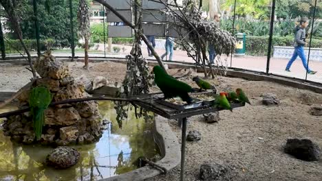 Eine-Familie-Von-Papageien-Im-Zoo-In-Einem-Riesigen-Käfig-In-Portugal,-Europa