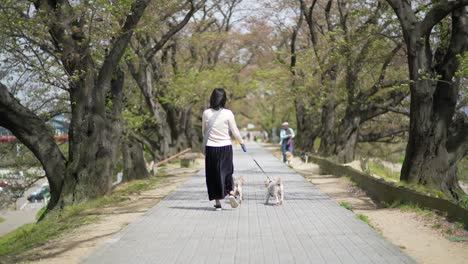 Japanische-Frau,-Die-Ihre-Zwei-Terrier-Am-Park-In-Kyoto,-Japan-Spazieren-Geht---Slowmo-Weitwinkelaufnahme