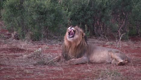 After-big-yawn,-a-male-African-Lion-suddenly-plops-down-to-sleep
