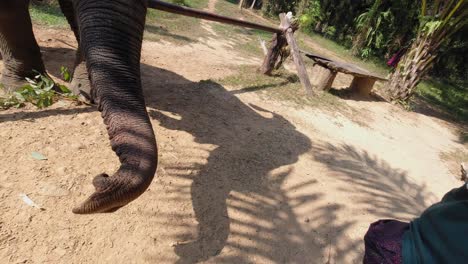 Caucasian-Woman-Feeding-Elephant-In-Khao-Sok-National-Park-in-Thailand---close-up