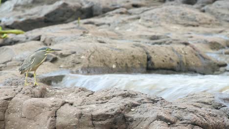 Striated-Heron-watches-a-fast-flowing-stream-over-the-rocks-looking-for-any-escaping-fish-to-hunt-in-the-jungle-stream-along-the-western-Ghats-of-India