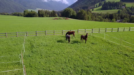 Drei-Pferde-Grasen-Auf-Weiden-In-Der-Nähe-Des-Pragser-Sees-In-Südtirol-Italien,-Luftdrohnenannäherung-Enthüllen-Schuss