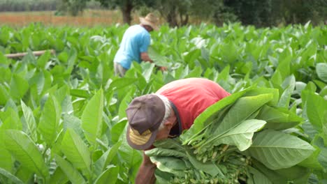 Viejos-Agricultores-Cosechando-Tabaco