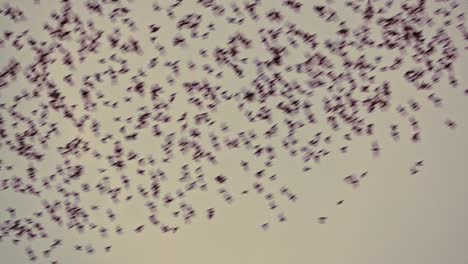 A-large-colony-of-thousands-of-bats-flies-overhead-in-Battambang,-Cambodia